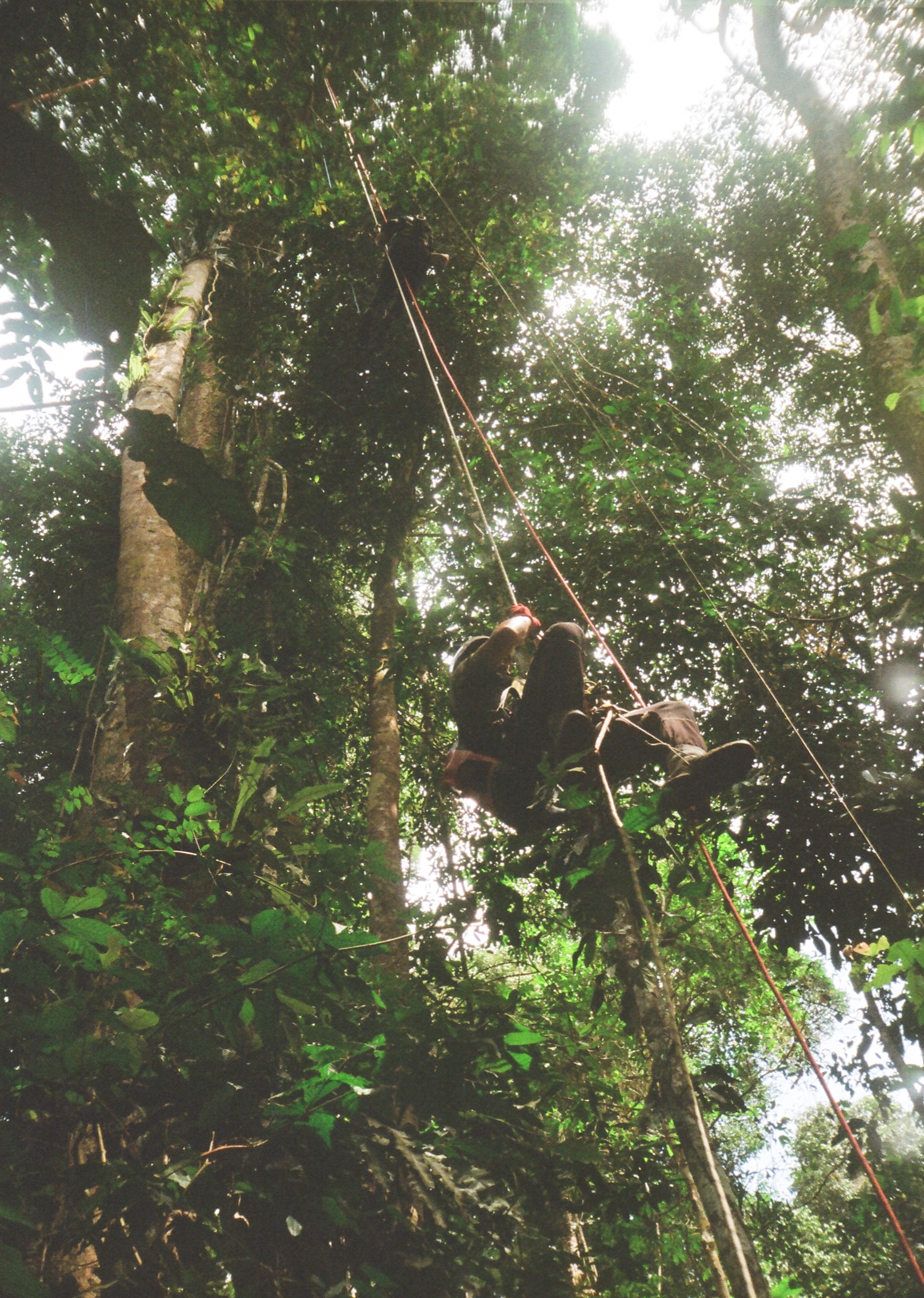 Professional tree climbers ascending up a 70m dipterocarp tree in Tawau Hills Park, Borneo (2025)